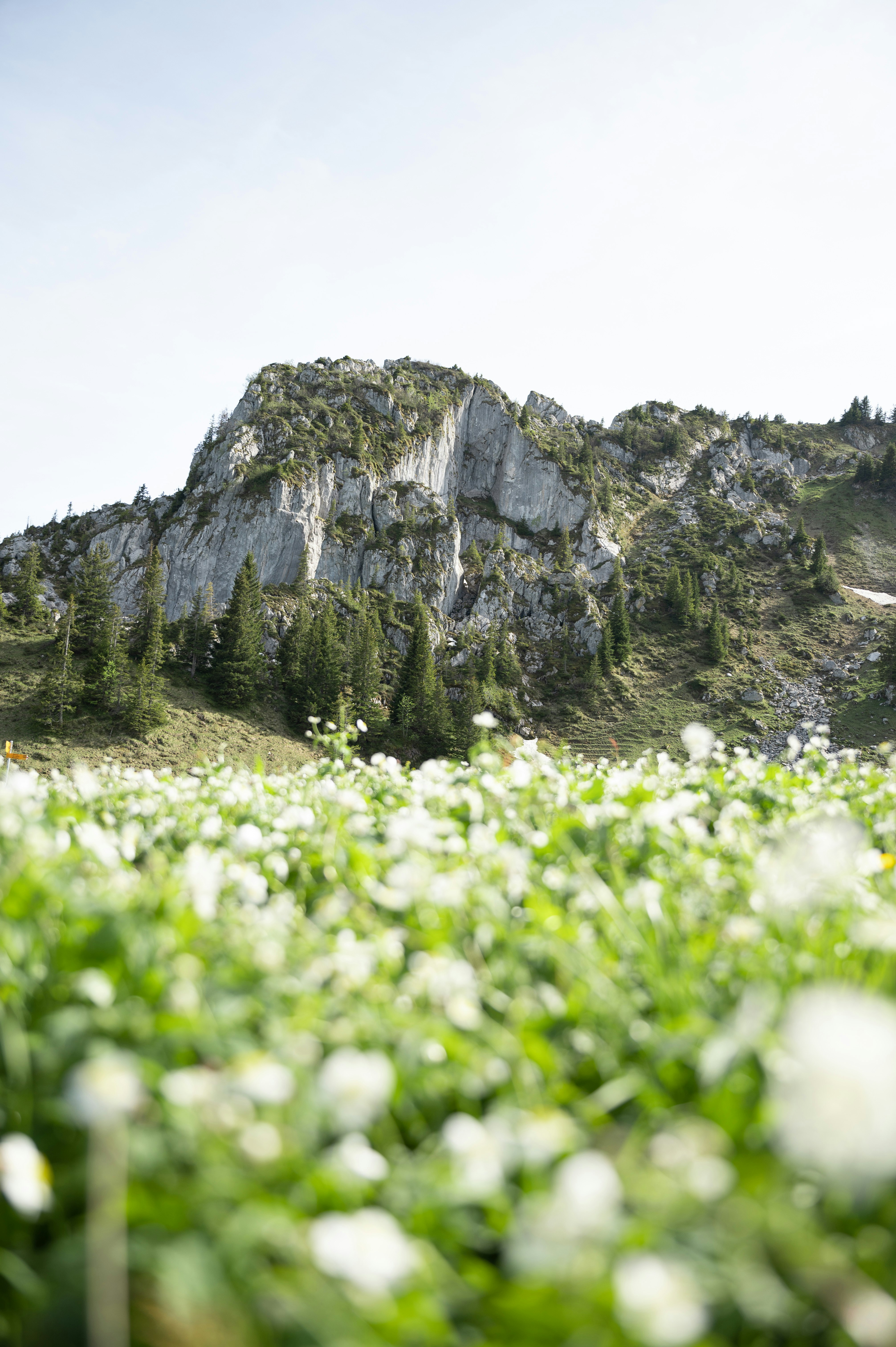 green grass on rocky mountain during daytime